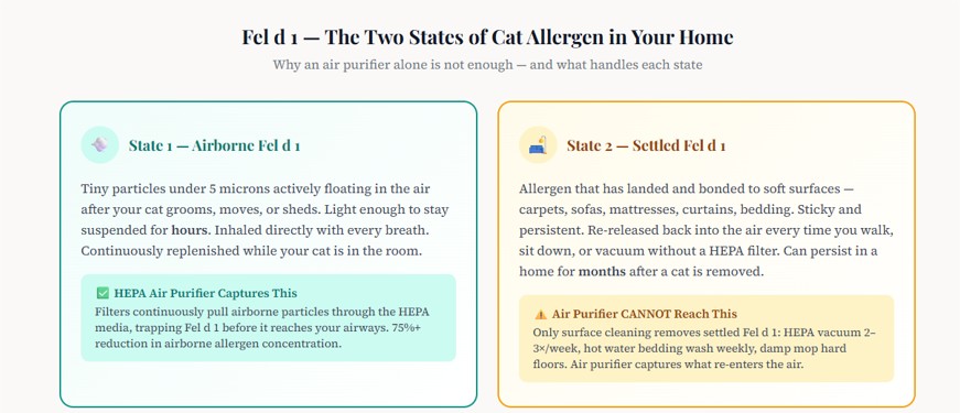 Infographic showing Fel d 1 cat allergens in two states: airborne particles captured by HEPA filters and settled allergens in carpets requiring cleaning.